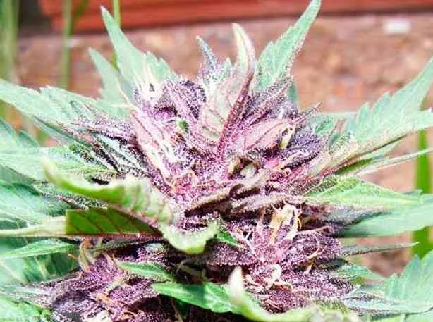 Dark Purple