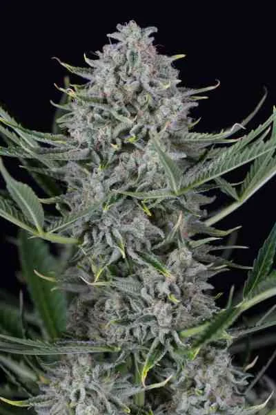 Cookies 3