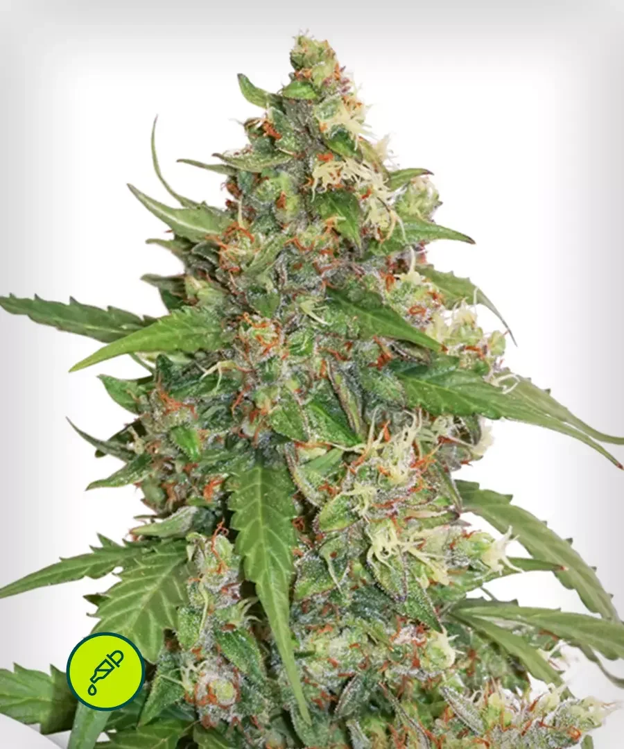 Cbd Compassion Lime