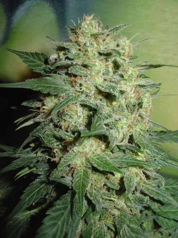 Afghani 2