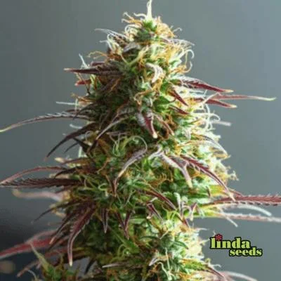Strawberry Haze 4
