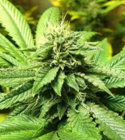 La Confidential 2