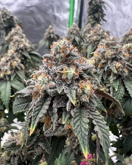 Humboldt Gelato 3