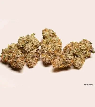 Blueberry 3