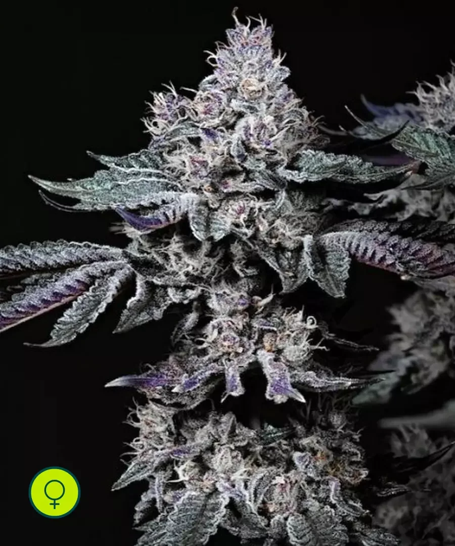 Nuggz R1 2