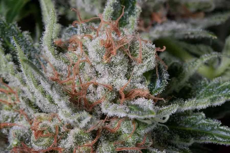 Moby Dick 3