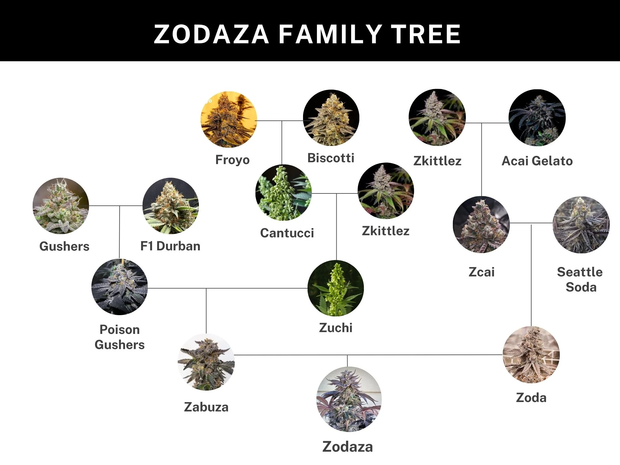 Zodaza 3