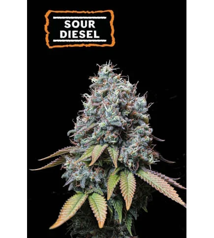 Sour Diesel