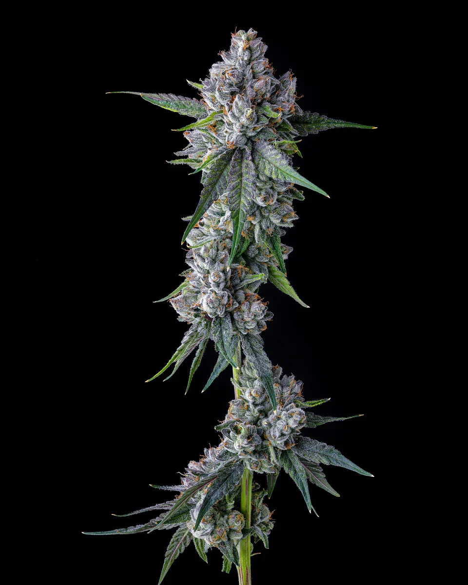 Trillianz 3
