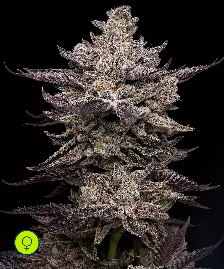 El Valle Haze