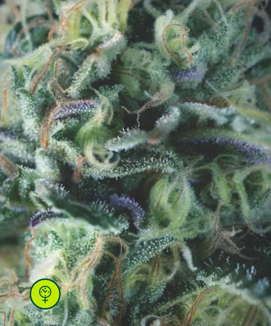 Cookies Kush 3