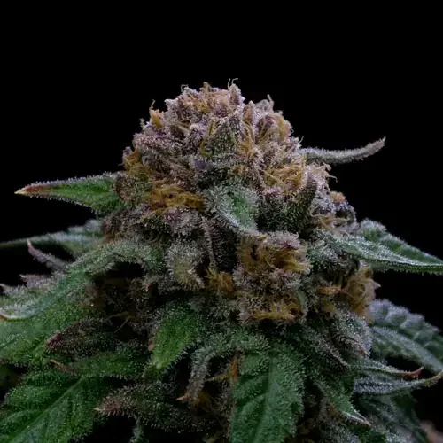 Lemonpaya 3