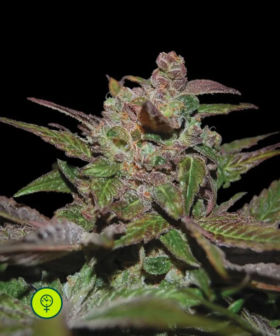 Purple Wreck 4