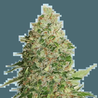 Critical
