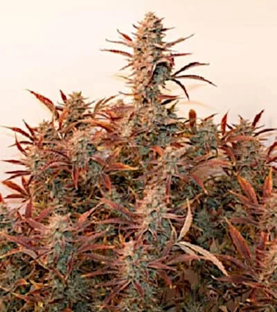 Banana Blaze 3