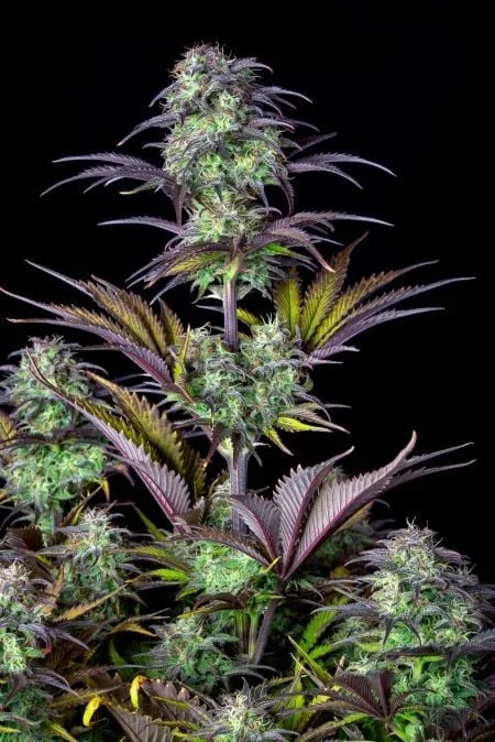 Blueberry Og 2