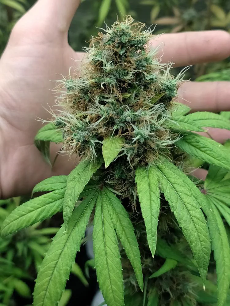 Haze Cbd