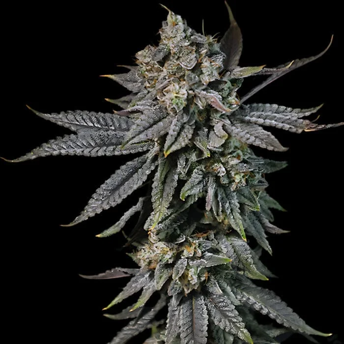 Mango Kush
