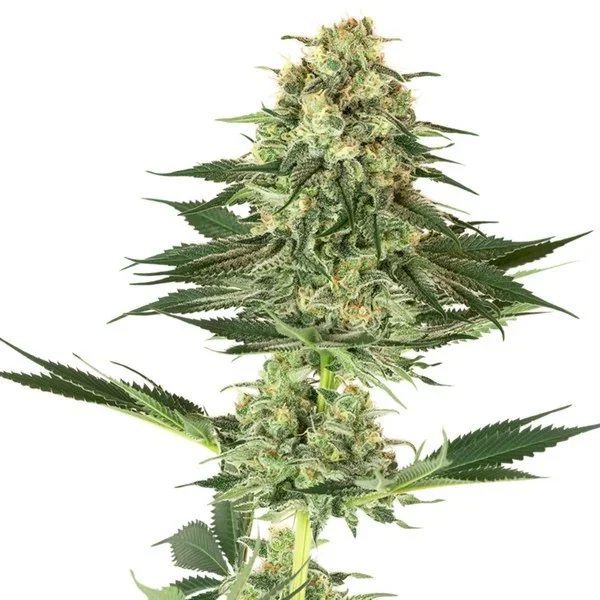 Banana Kush