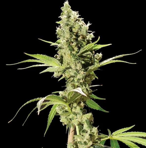 Sour Diesel Cbd 3
