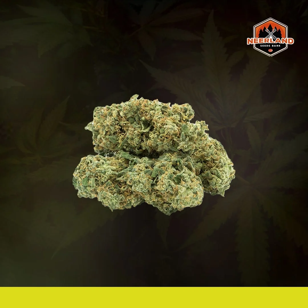 Super Silver Haze