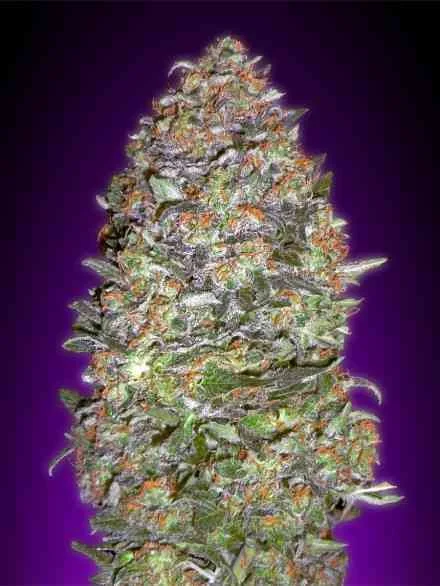 Nyc Diesel 2