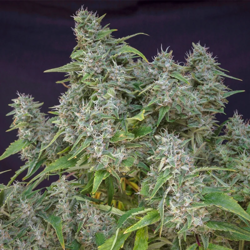 Frosty Friday 5