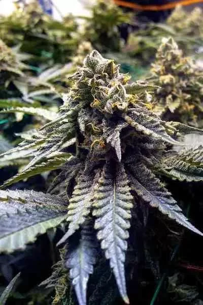 Chocolate Mint Og 2 0 2