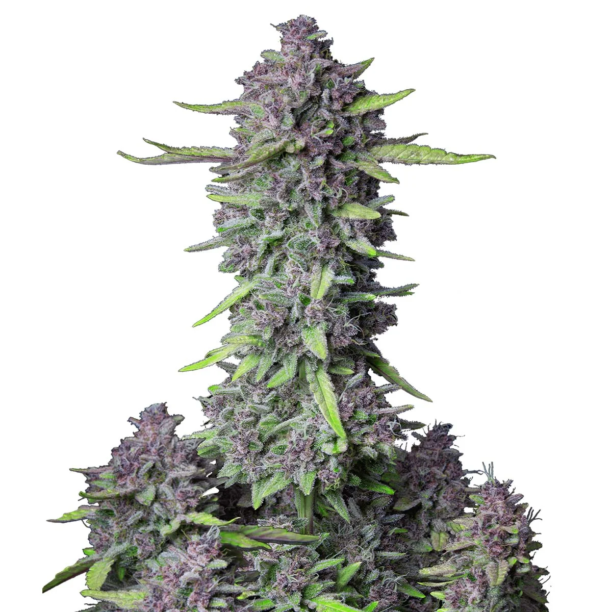 Purple Punch