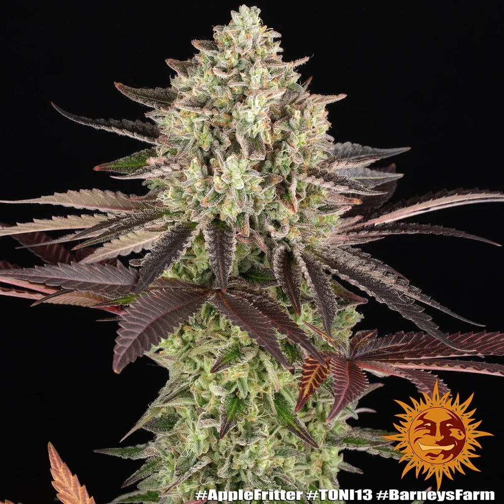 Apple Fritter