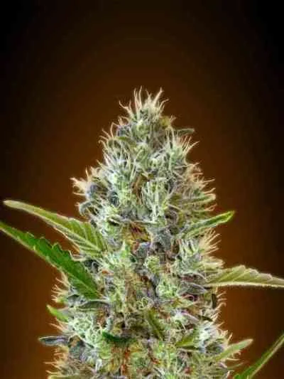 Somango