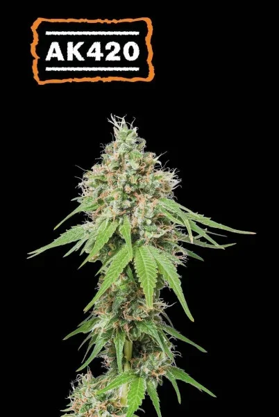 Ak420 2