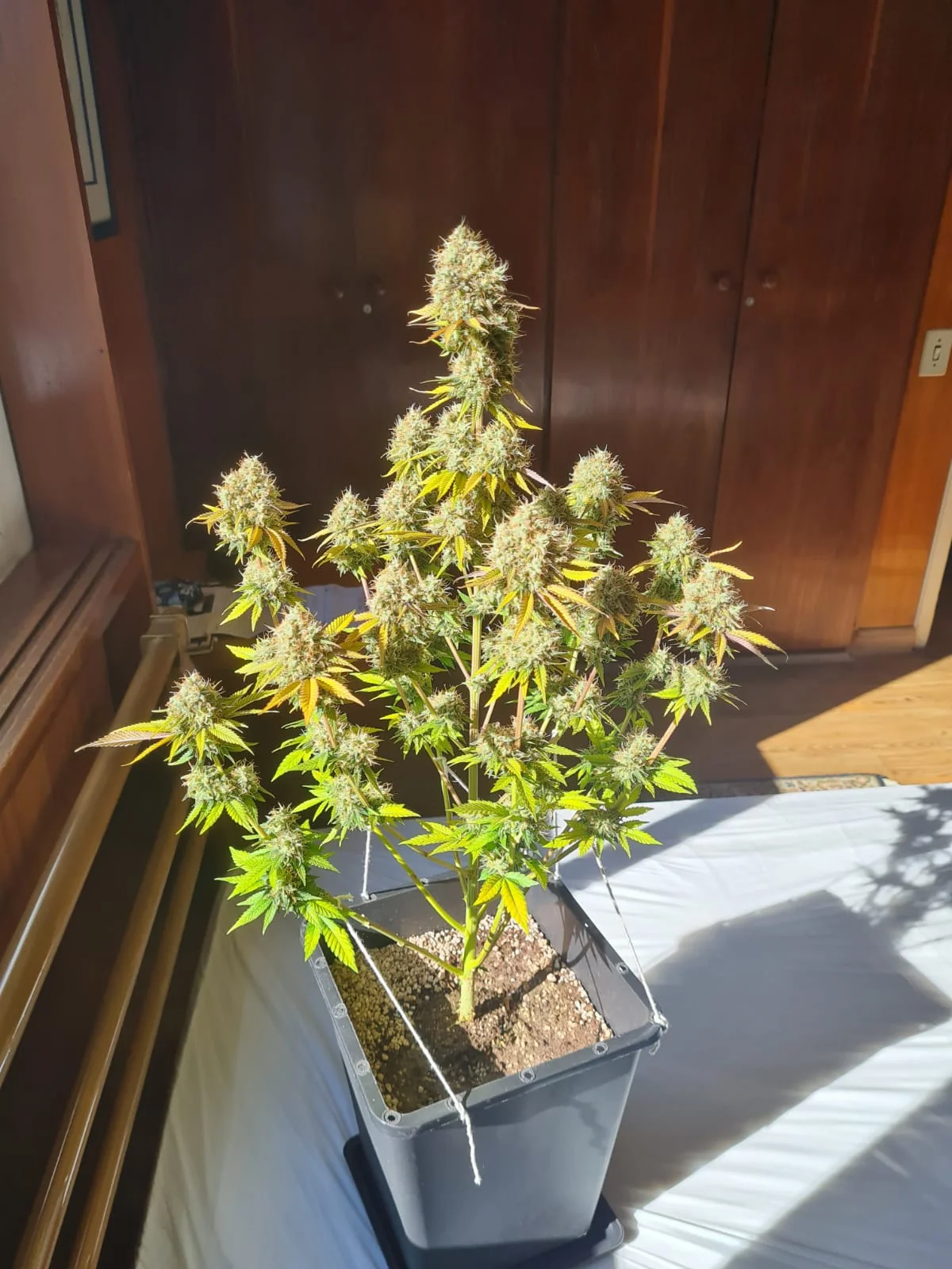 Amnesia Widow