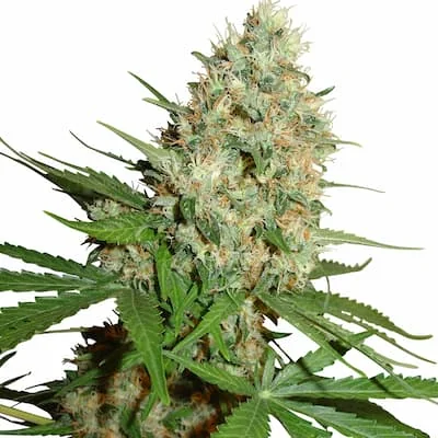 Trainwreck
