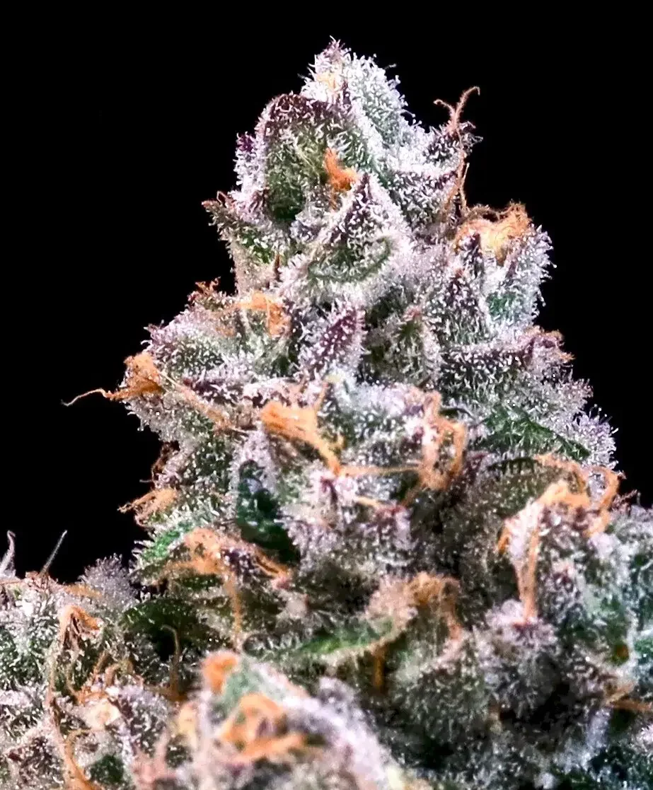 Space Station Purple City Genetics