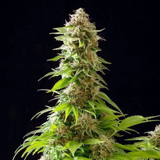 Cookies Haze