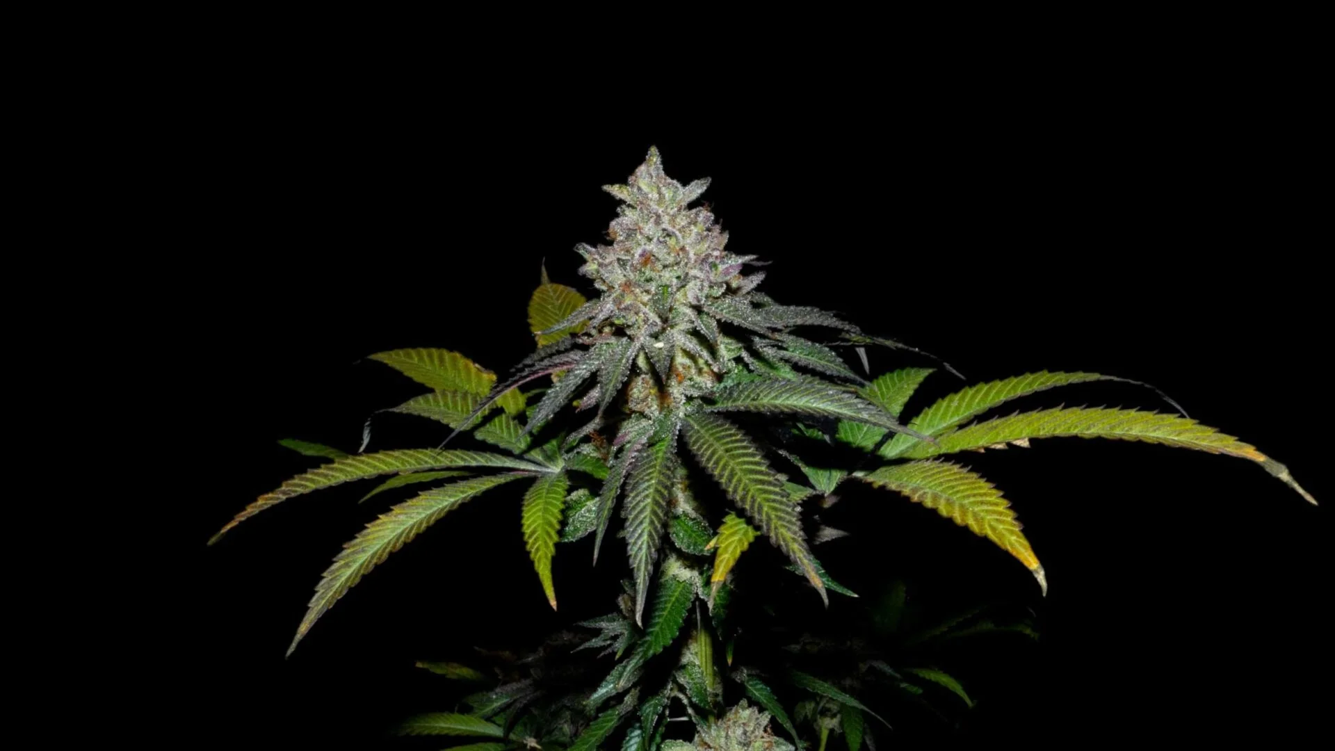 Spritz X Fruity Pebbles Og 2