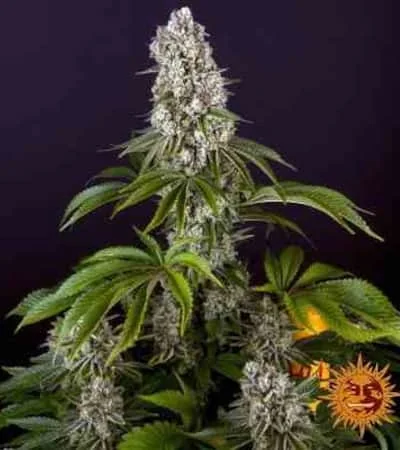 Tropicanna Banana 2