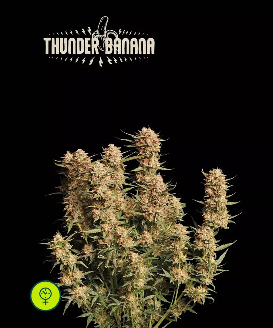 Thunder Banana