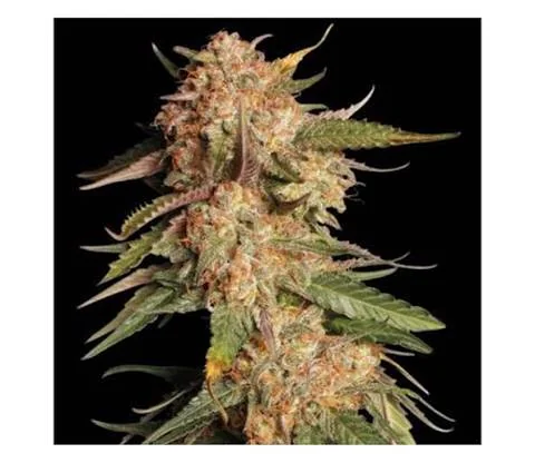 Blue Moby