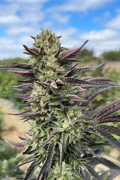 Triangle Gmo 5
