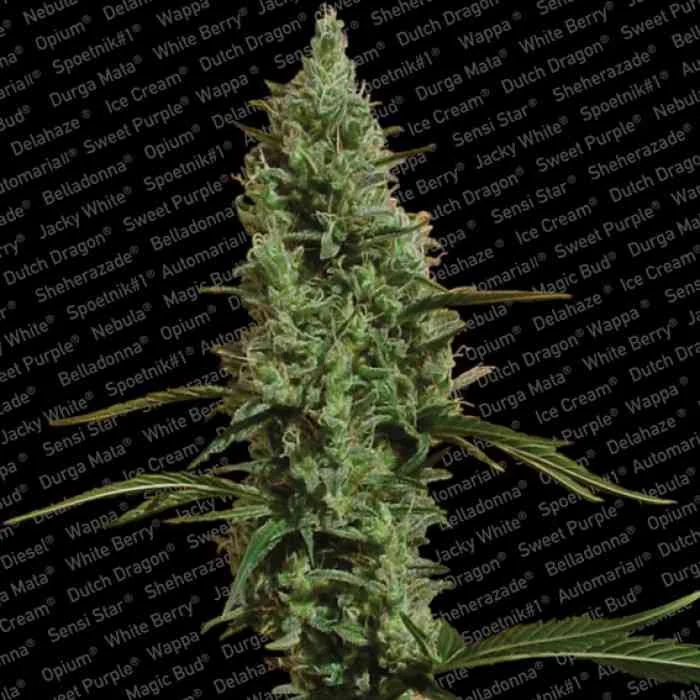 Atomical Haze 2