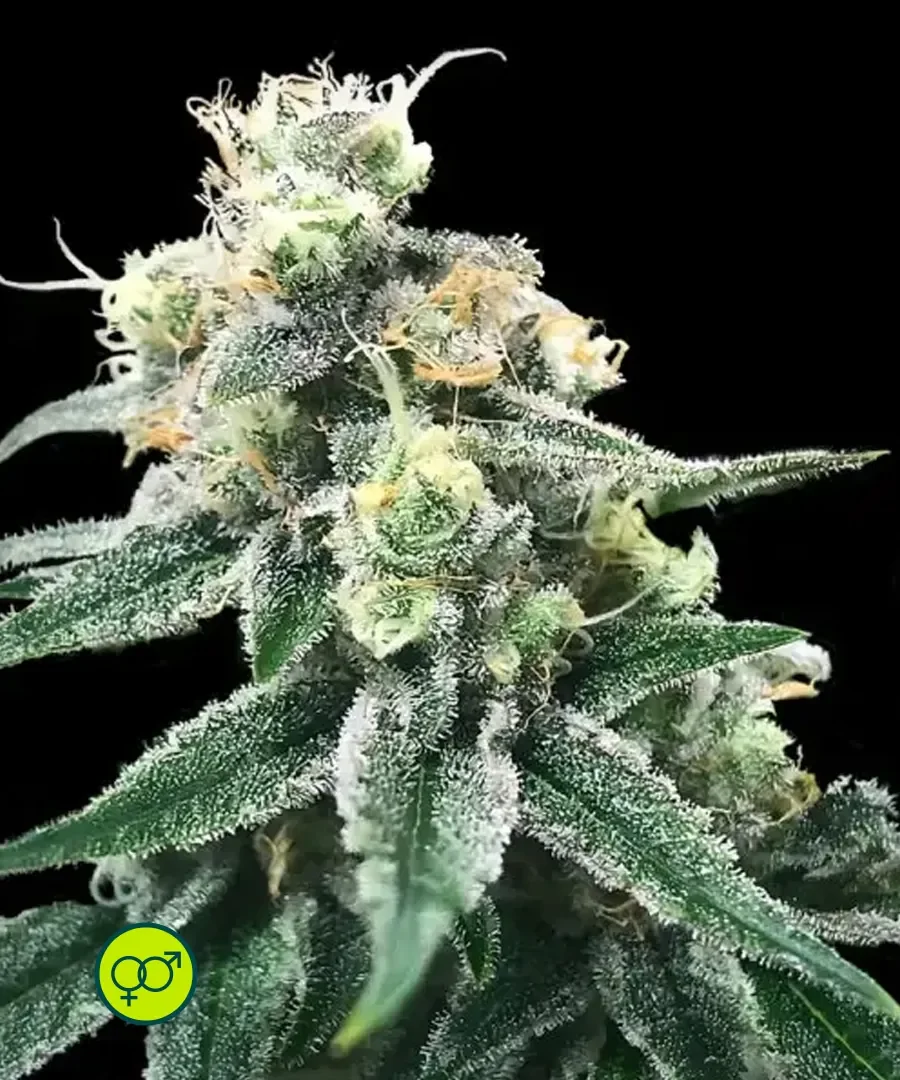 Swiss Miss 2