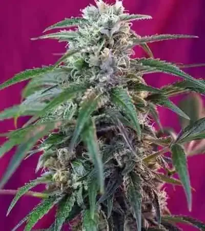 Green Poison