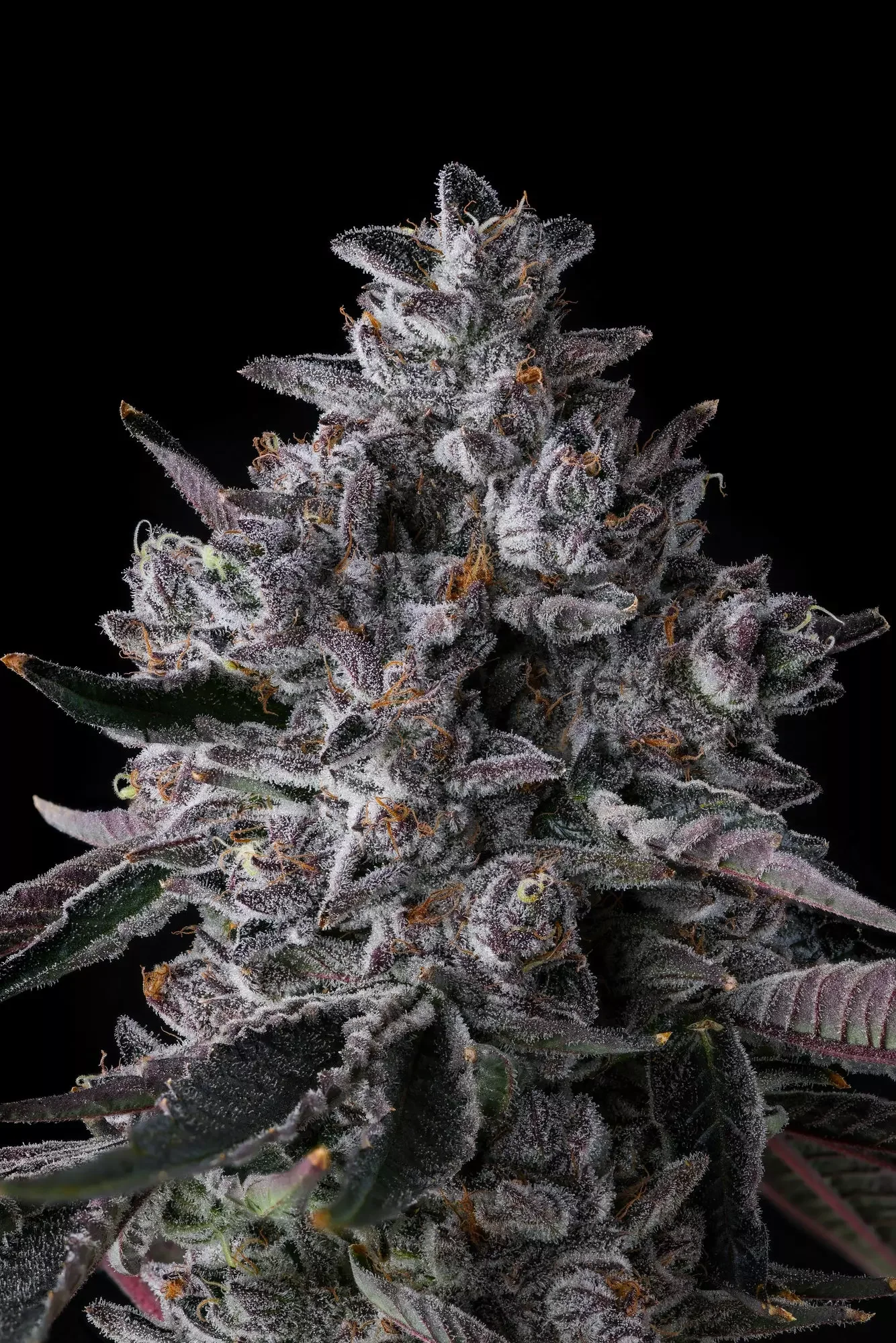 Chrome Dome 3