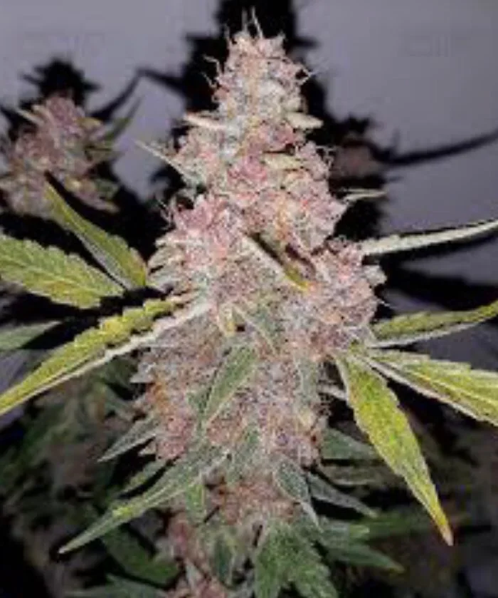 Purple Punch