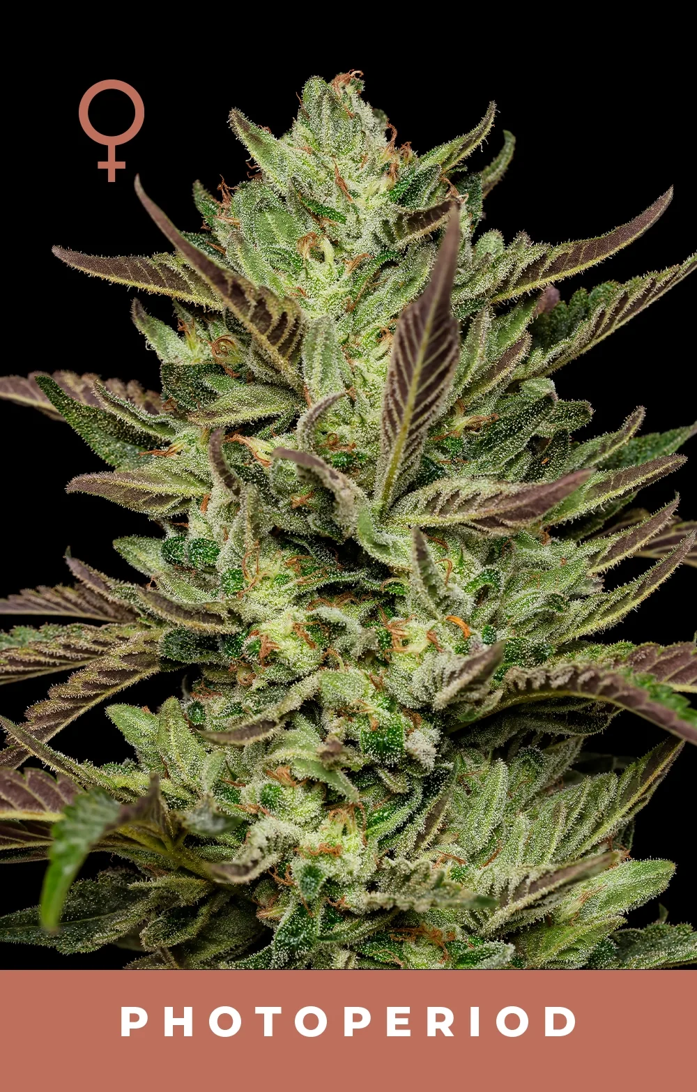 Collie Man Kush 3