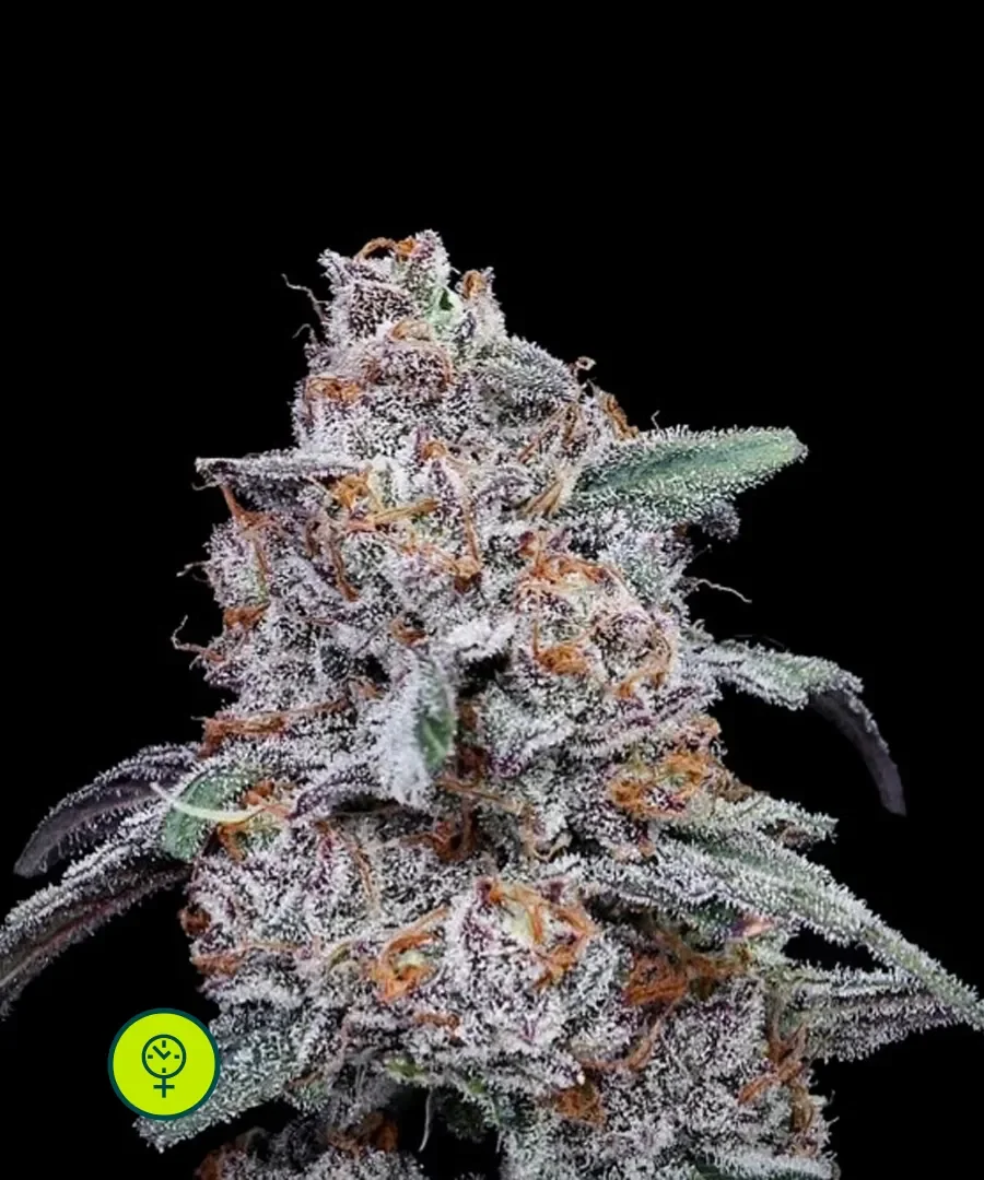 Purple People Eater