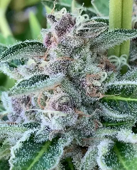 Sour Lime Sherbet 5