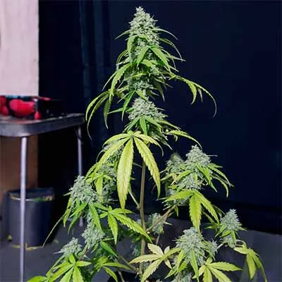 Orange Kush 3